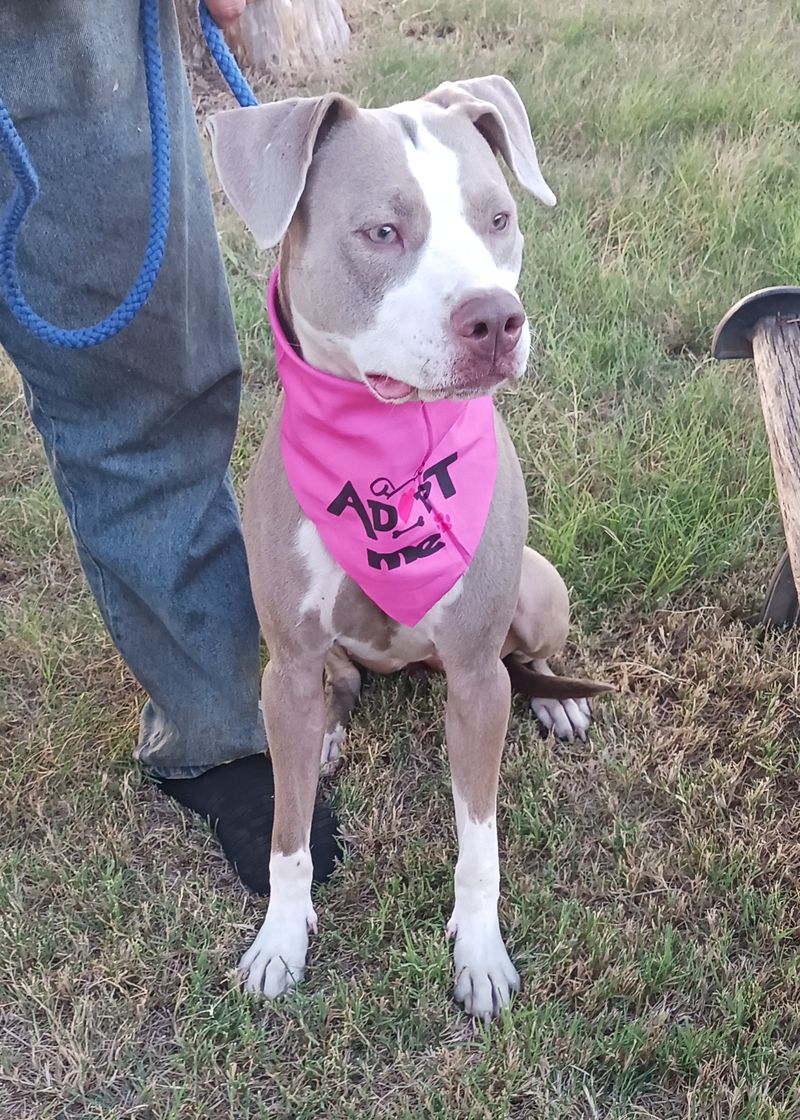 Daisy looking for her forever home