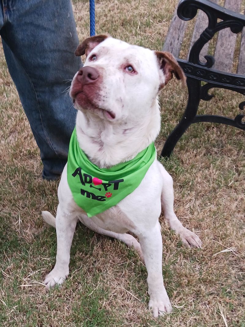 Diablo looking for his forever home
