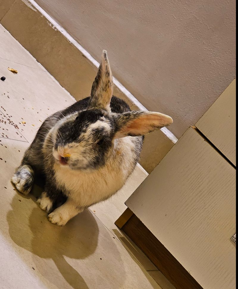 If my rabbit could talk, I’m done for.