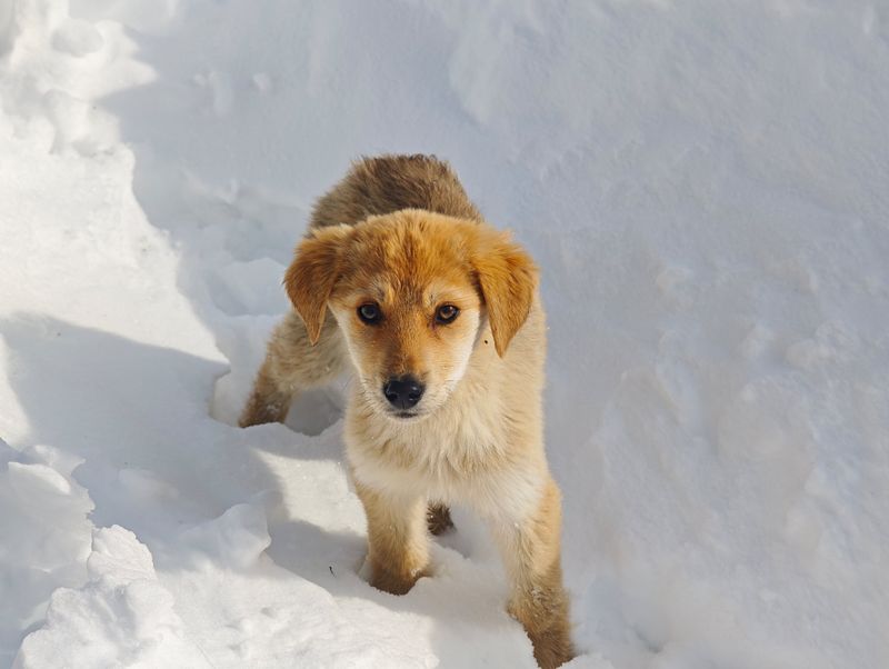 Please help us feed stray dogs. Winter is long and harsh, and we are running out of food 🥺