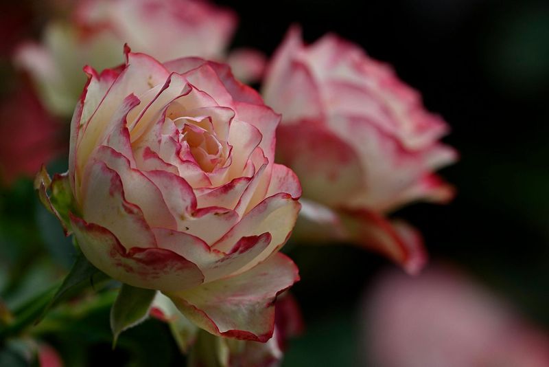 Rose-Infused Bath Melts