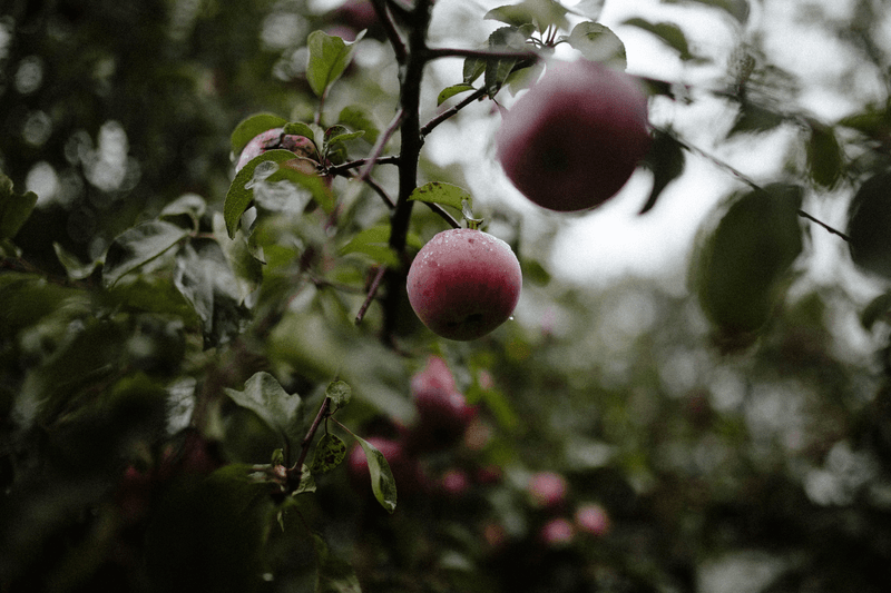 An apple spice recipe + a little something to read