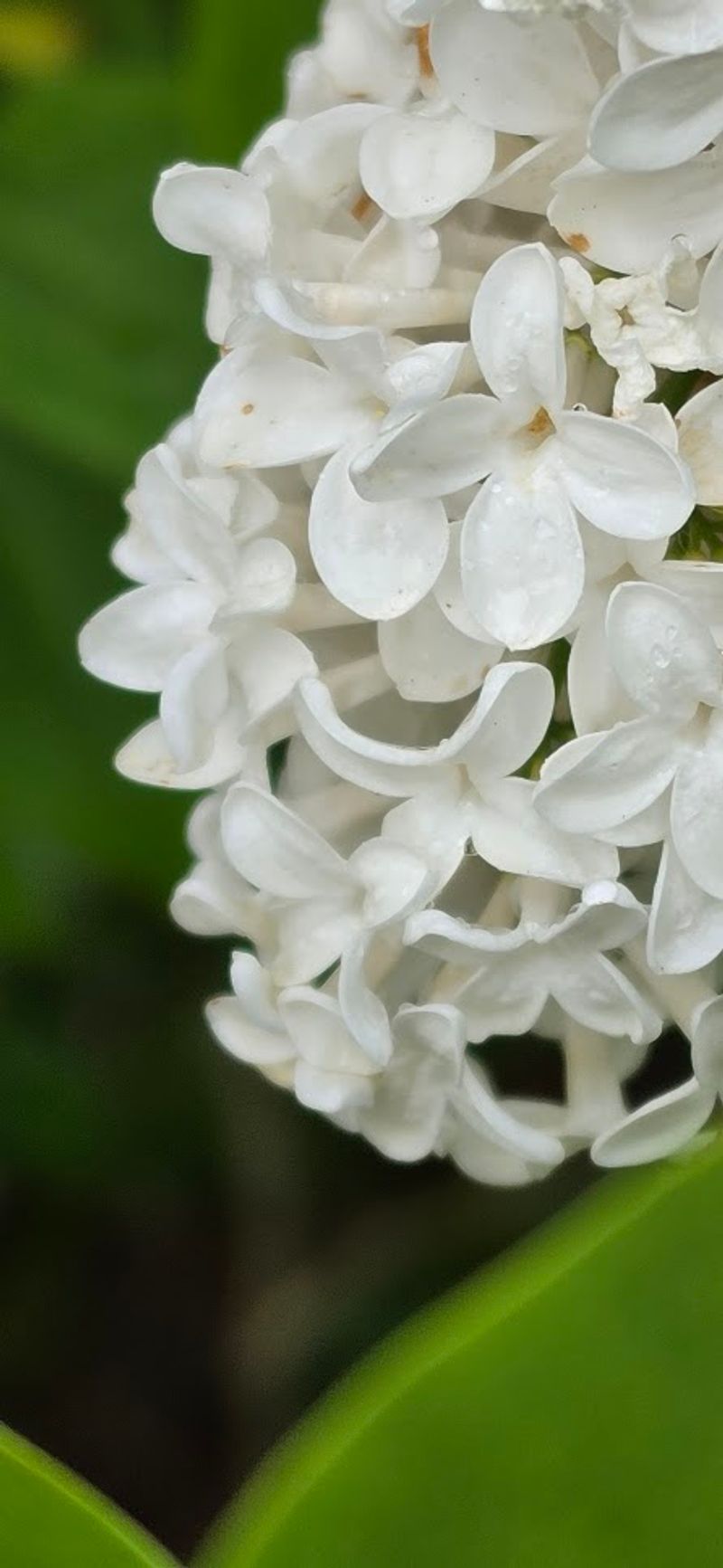 A Time to Smell the Lilacs - and to Sow Seeds!