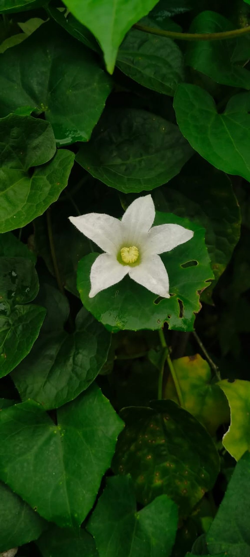 image 16