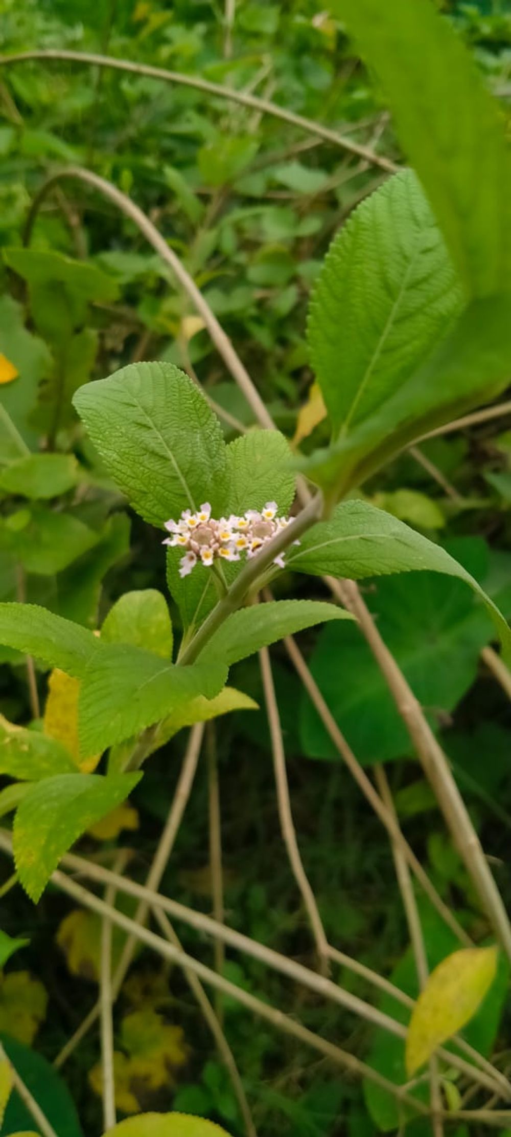image 28