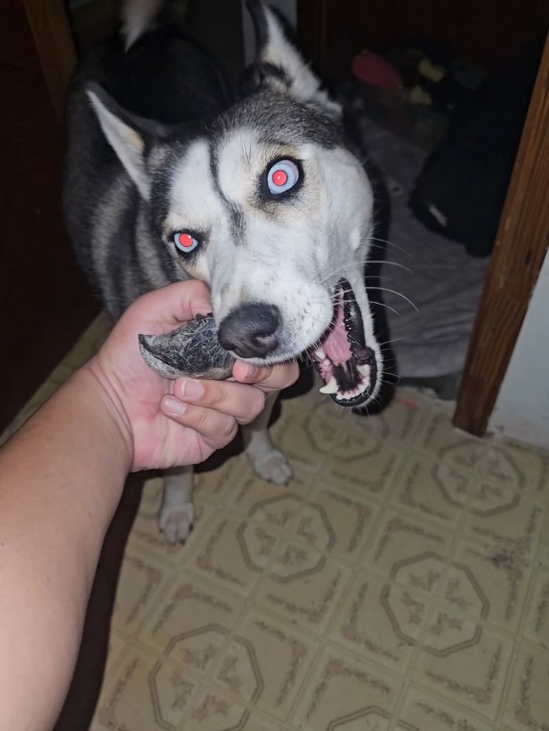 My dog needs toys 🧸
