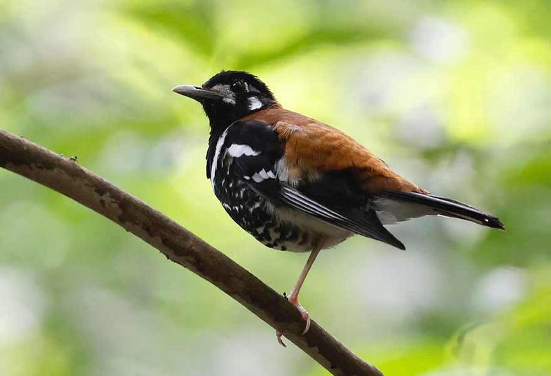 Sulawesi & Halmahera Birding