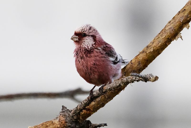 Long-tailed Rosefinch