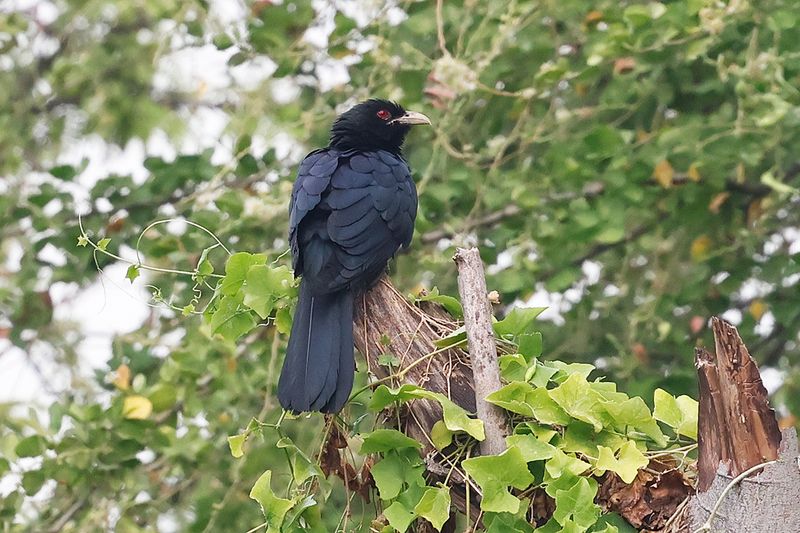Asian Koel; Once Heard, Never Forgotten