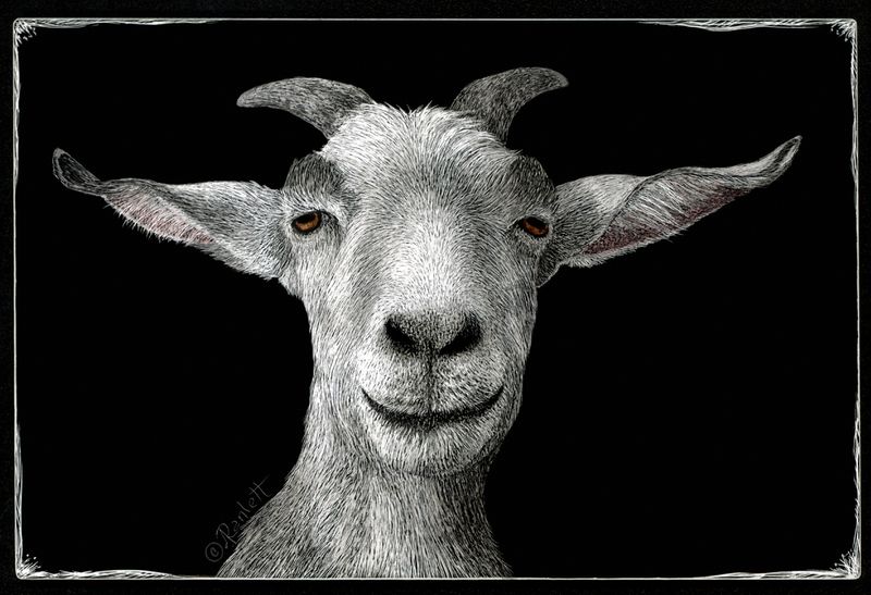 Goat Life