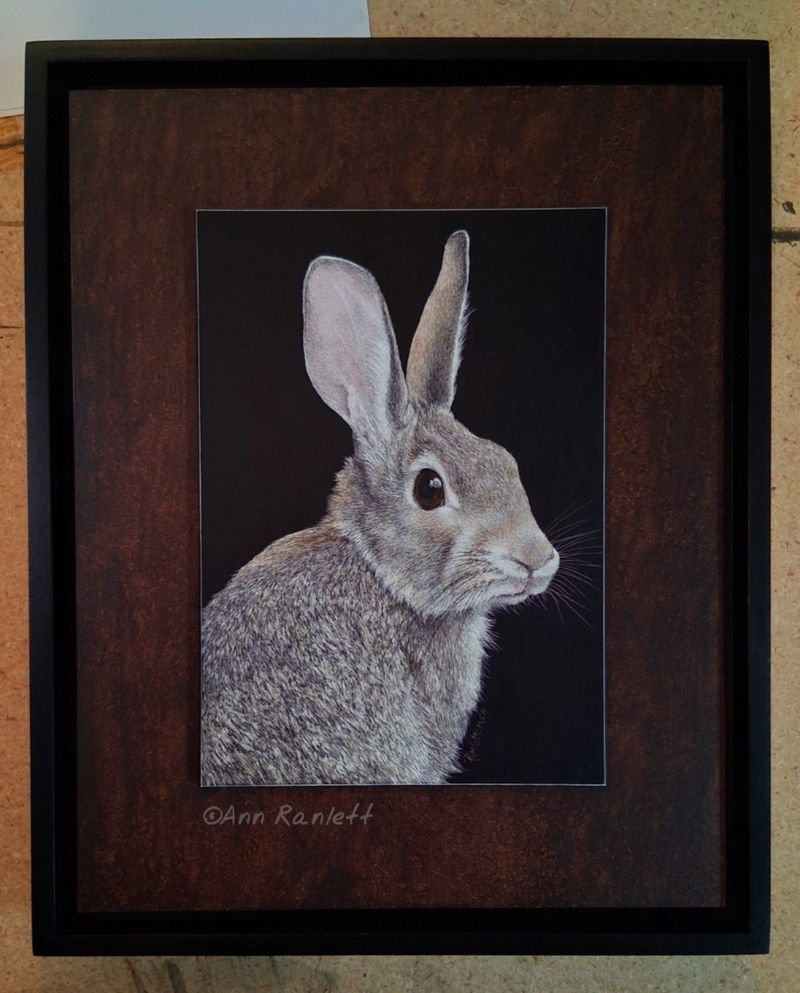 "Wary" - Cottontail Rabbit