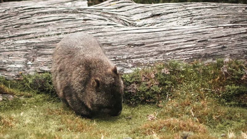A Battle of Wits, and Wombats