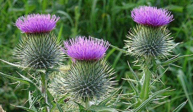 The Thistle Wars: Life in the Paddocks