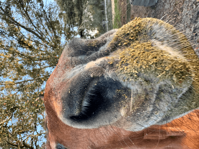 HELP! My Horse is Mugging Me!