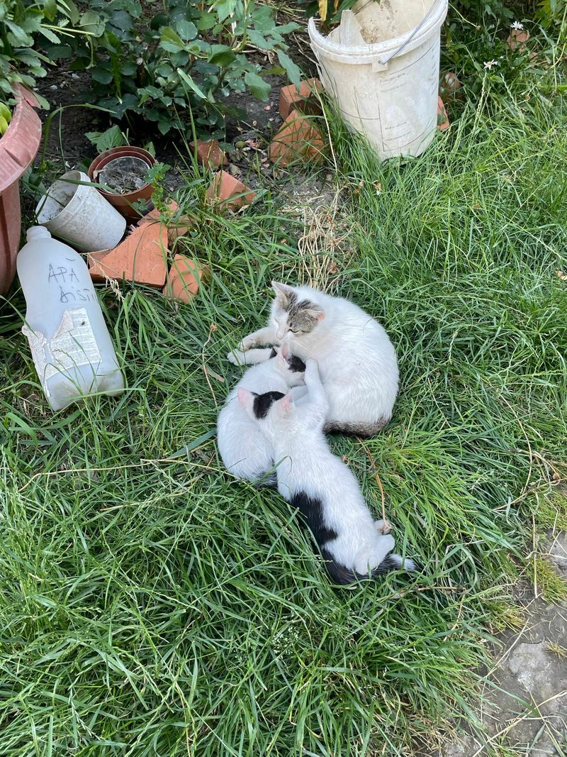 🐾 Freya (Mamica) și Hitler – O poveste despre iubire, absență, renaștere și durere nemărgi