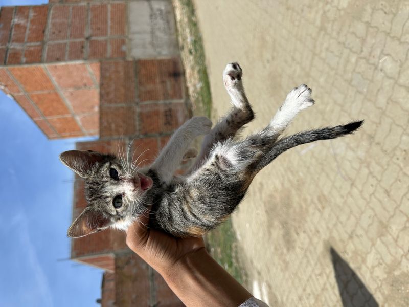 The cat involved in the incident was taken to the vet yesterday.