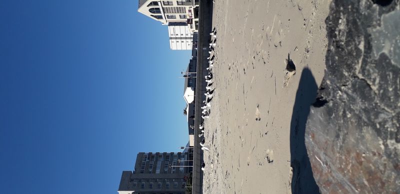 Strand Seagulls- Cape Town South Africa: Travel and Tourism
