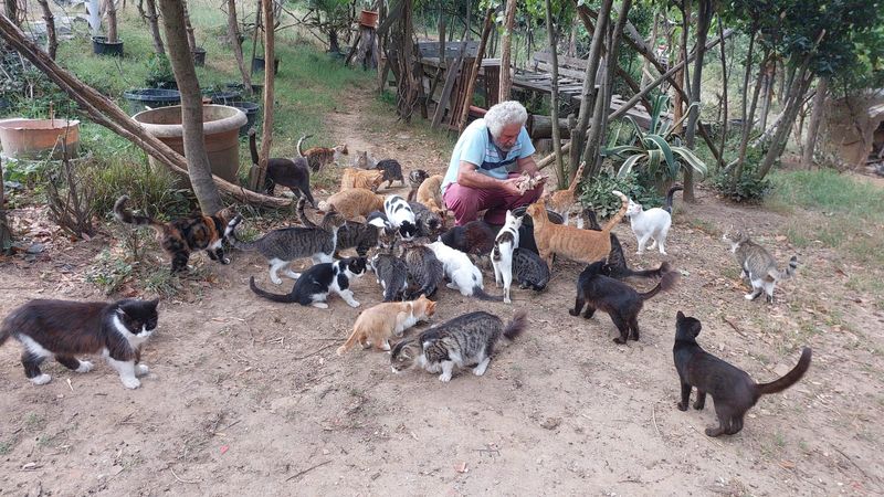 Freshly cooked food for our rescued cats at the sanctuary ❤️🐾