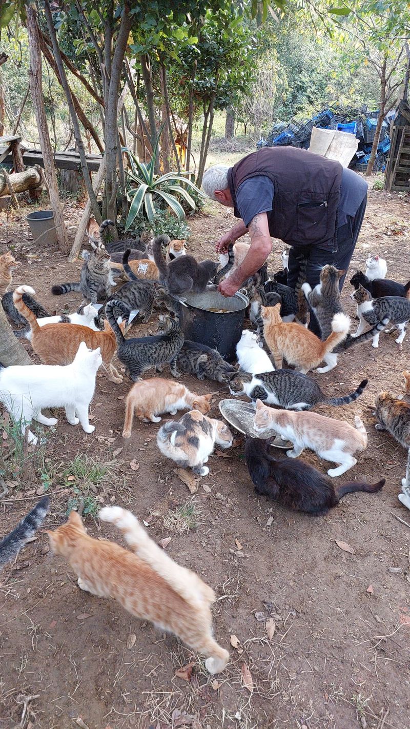 Freshly Cooked Meals Continue for Our Sanctuary Cats 🐱🍲