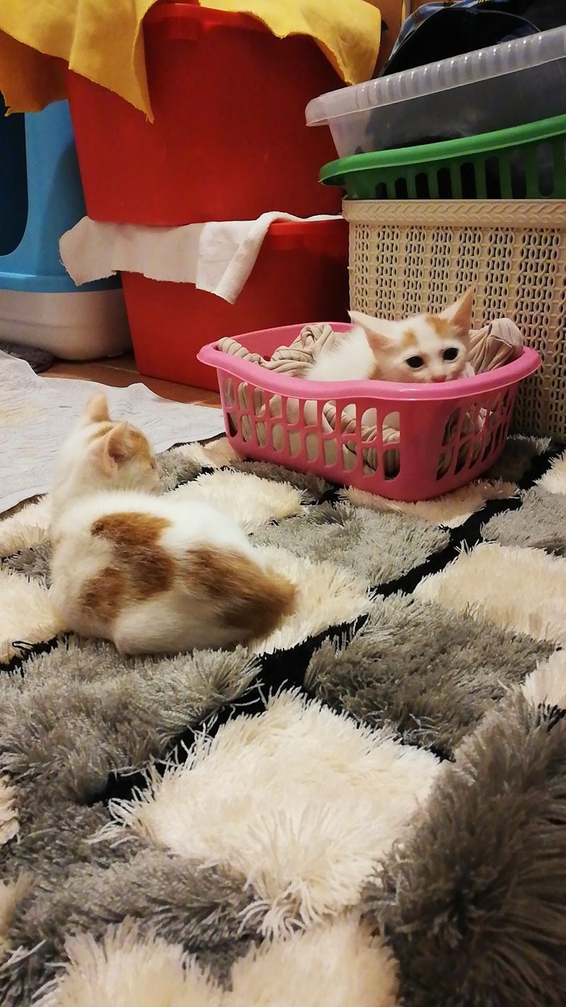 Two Tiny New Rescues - One Is Blind ❤️🐾