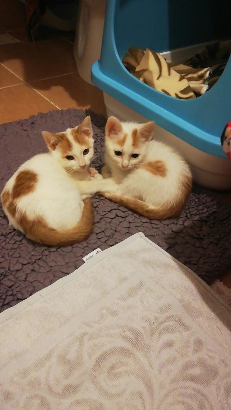 Our Rescue Kittens Are Growing Up 🐱❤️