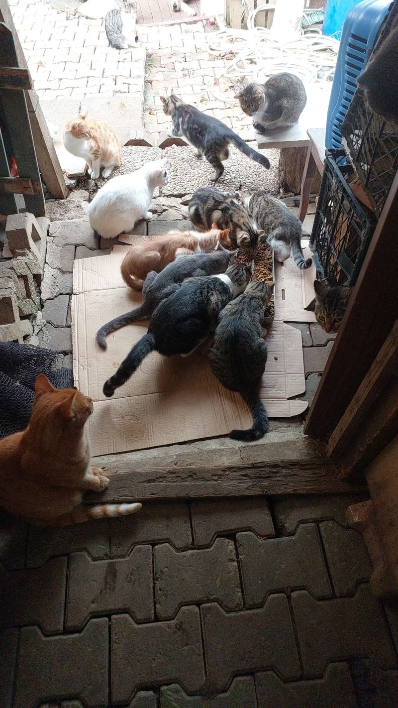 Storm Outside, Warmth Inside 🐱❤️