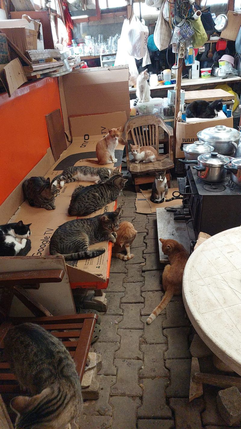 A Warm Stove, Delicious Food, and Impatient Cats! 🐱🔥