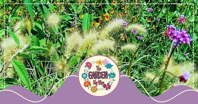 The Green Boundary of Summer – August Changes in the Garden
