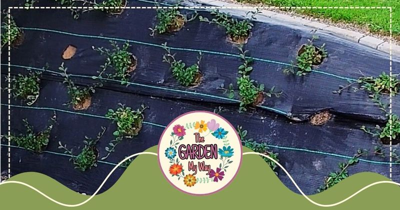 How to Arrange a Slope with Cotoneaster Dammeri – A Guide and My Example
