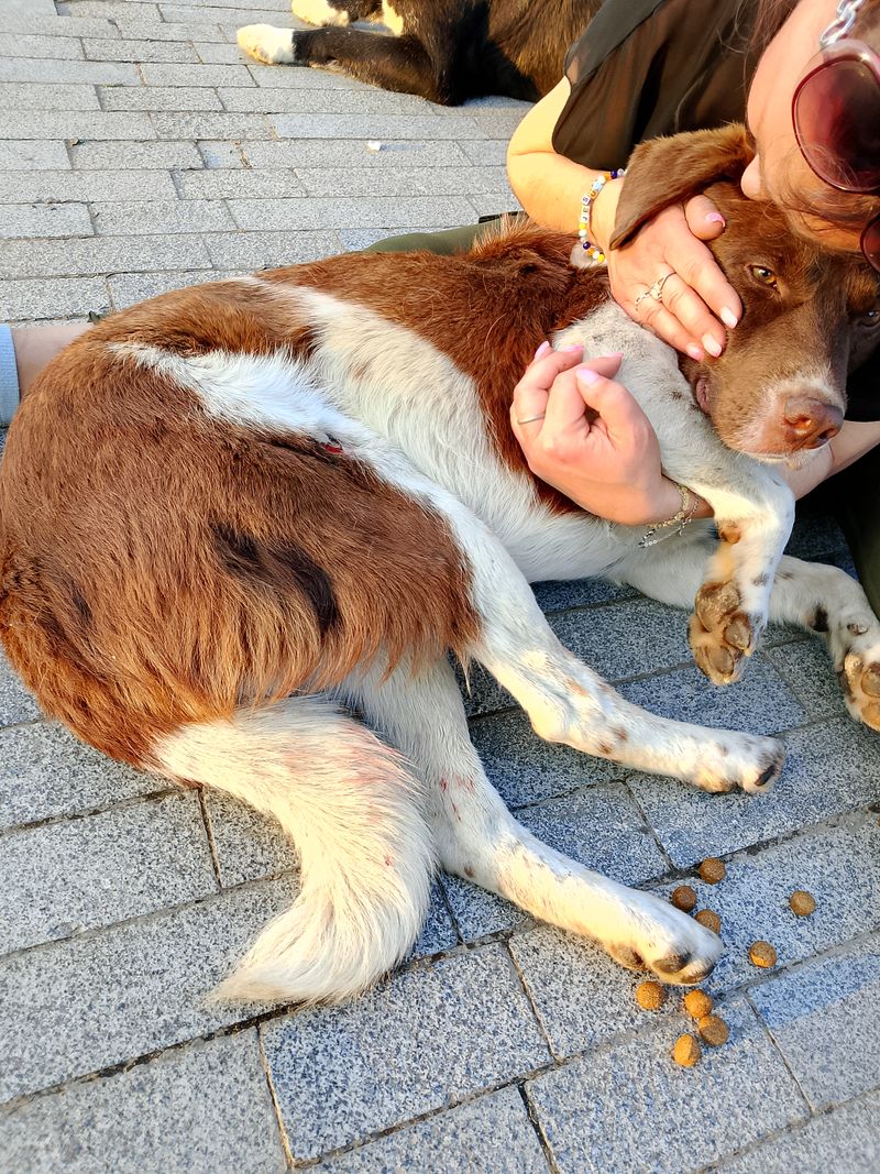 Help Us Save Him , He's a sweet Stray that got hit a by a car we need to make a surgery
