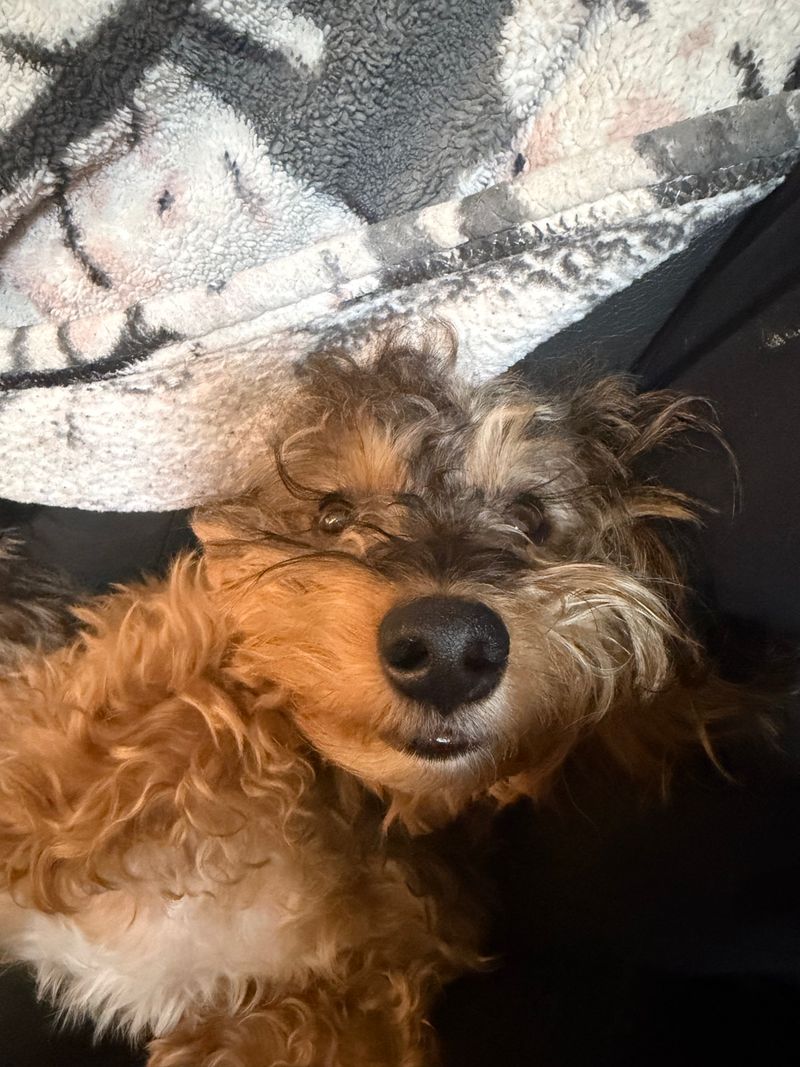 A little cuteness for your feed, and a little music for your Thursday! 🐶🎺