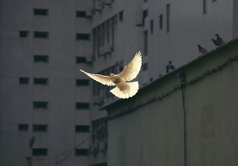 Peace - The Energy of Transcendence