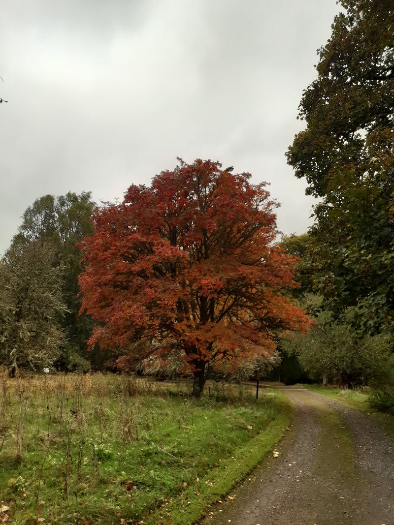 Autumn at Dawyck Botanic Garden