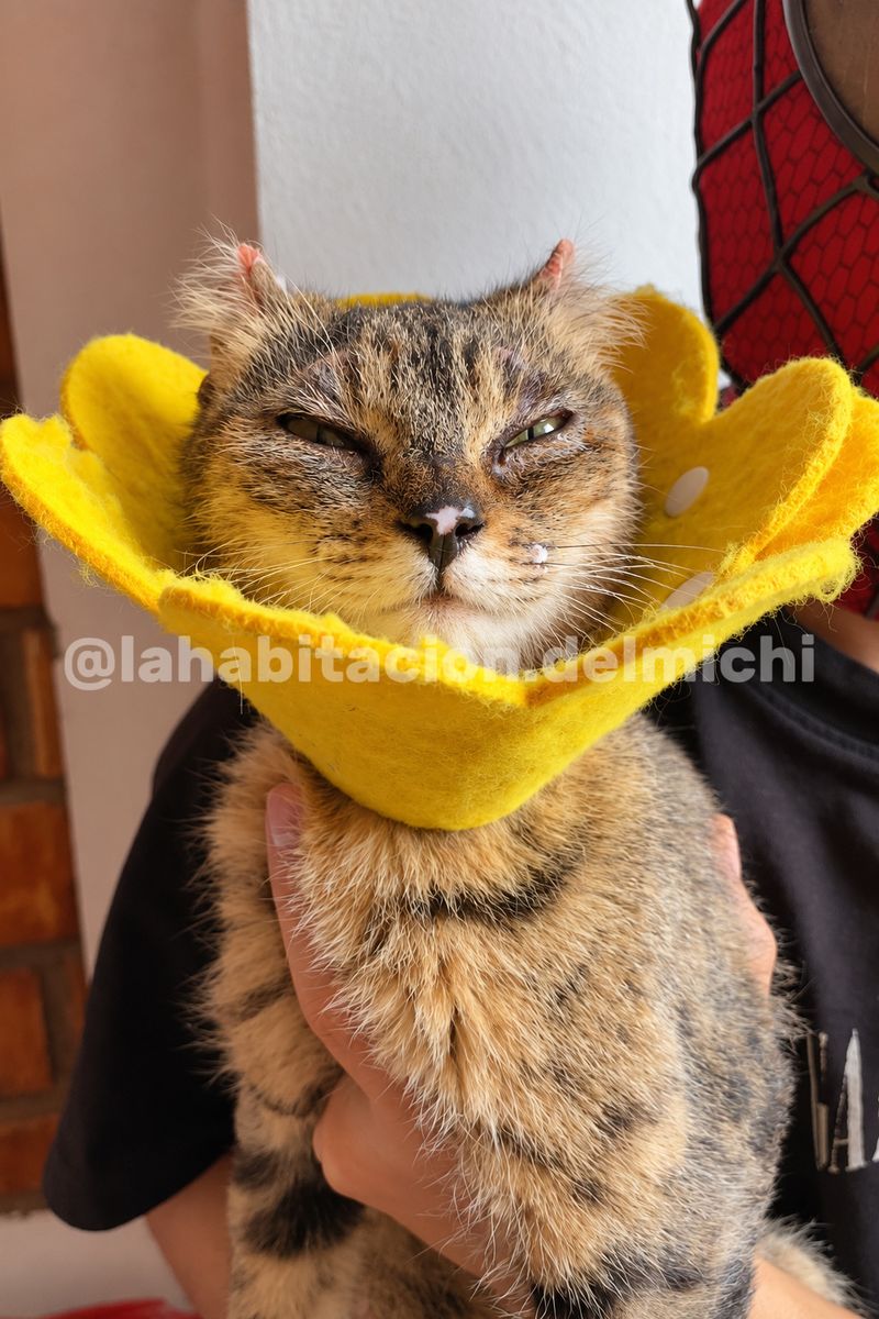¿Cómo vamos con la cuenta veterinaria de nuestra pequeña Miel?