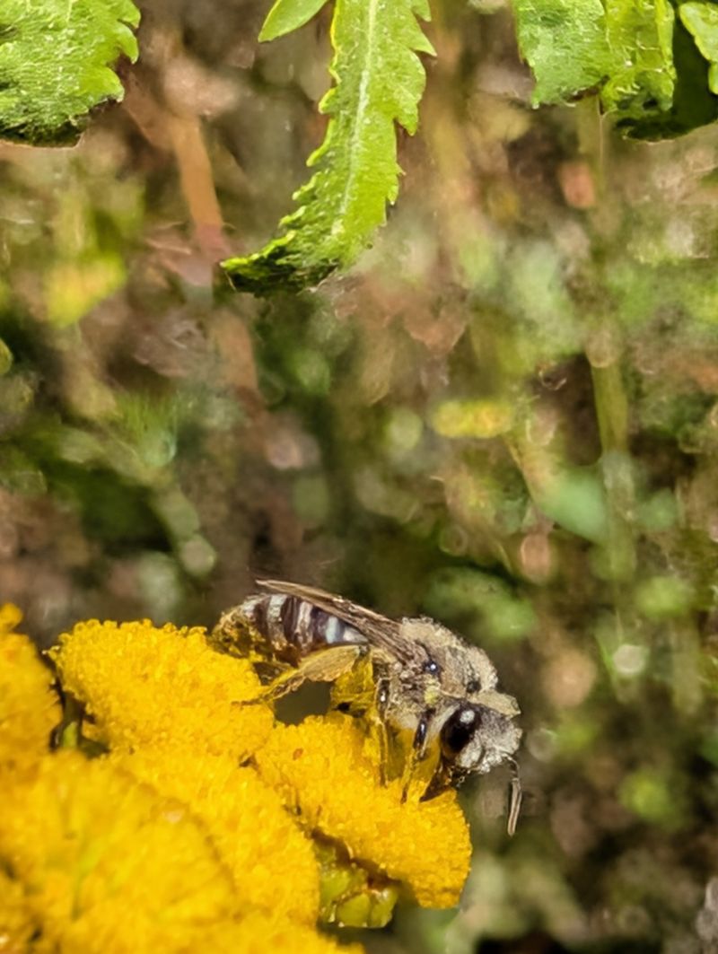 Reales Symptom, falsche Ursache: Was hinter dem Streit um Honig- und Wildbienen steckt