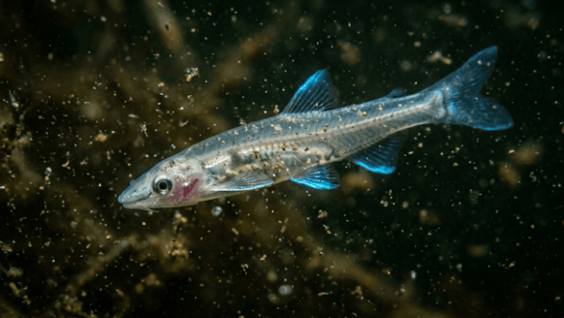 # Beneath the Surface: The 5 Most Dangerous Fish in the World