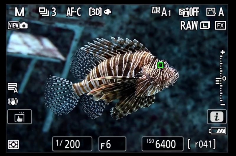 Nikon Z5IIC FISH subject detection