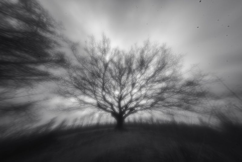 Transition of the oak