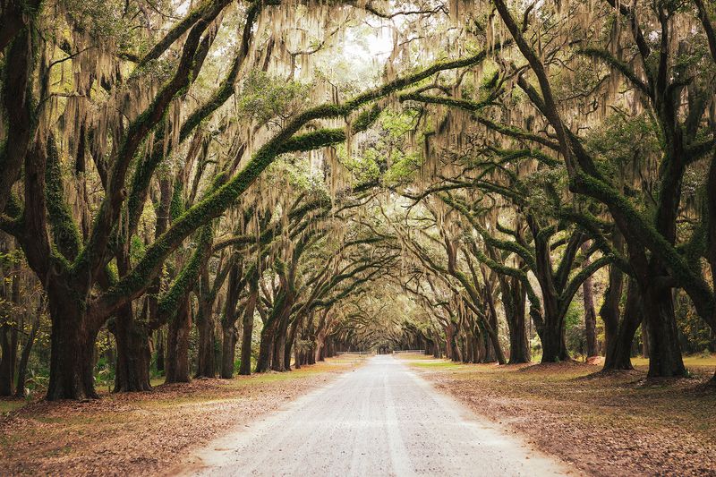 Support the Journey: Capturing the Soul of the Lowcountry