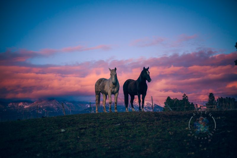 Two Dirty Horses enjoying a beautiful spring sunset