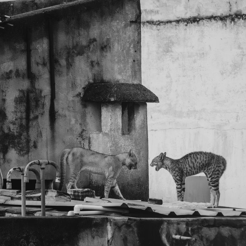 Two cats arguing