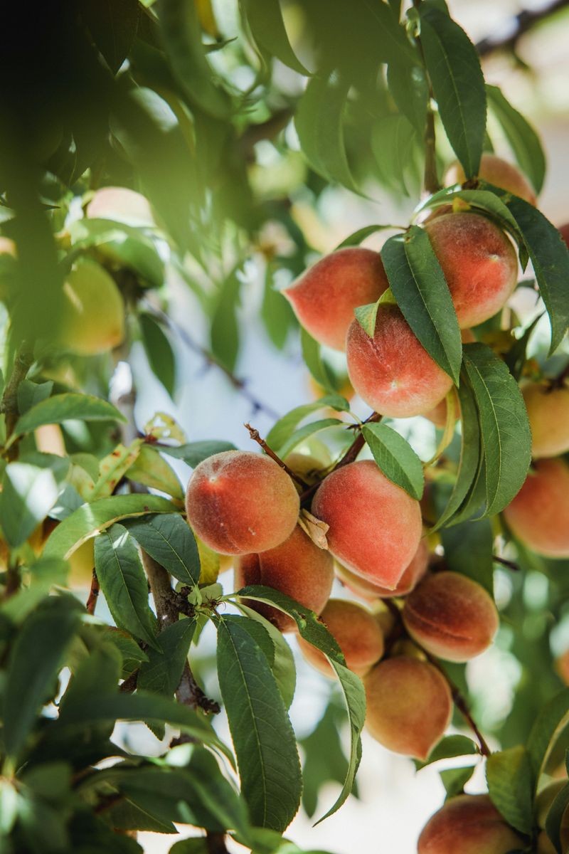Rustic Summer Peach & Ricotta Tart