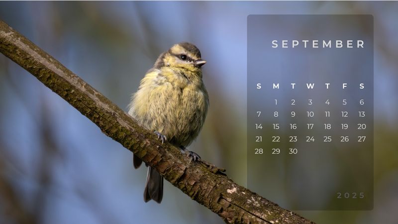 Calendar with birds from Karviná and around | Kalendář s ptáčky z Karviné a okolí