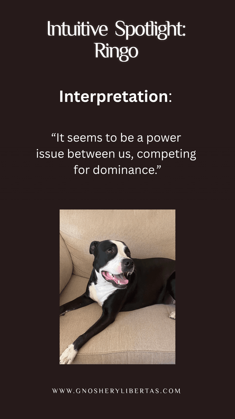 Interpretation Interruptions …