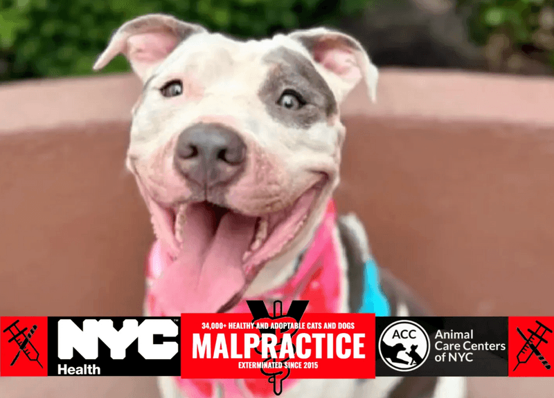New State Shelter Standards Have Changed Nothing at NYC ACC