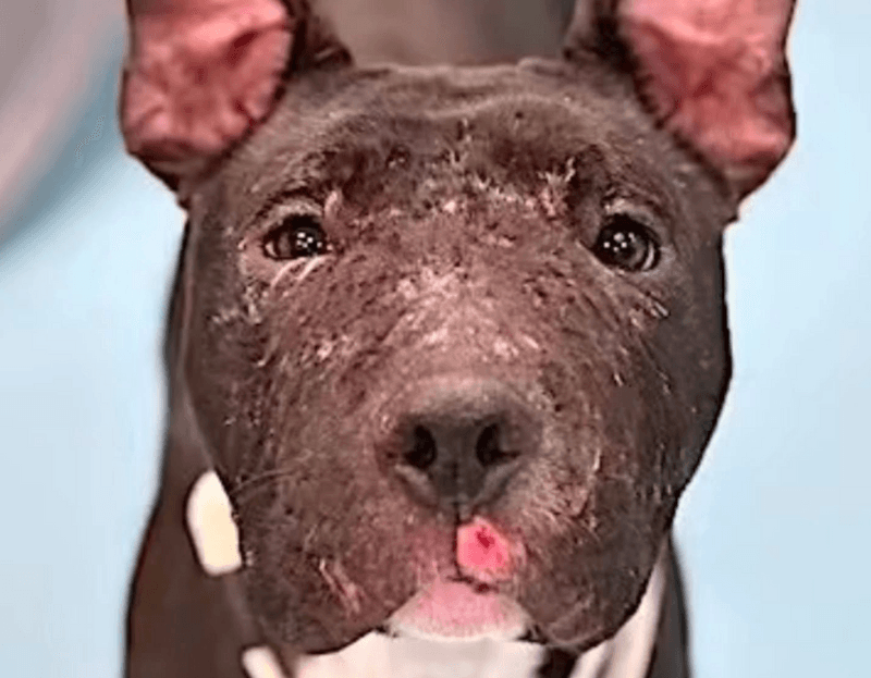 NYC DOH ACC Is Returning Dogs to Abusers