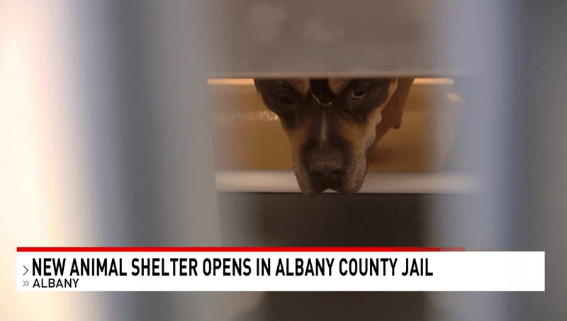 In Kathy Hochul's New York, Homeless Pets Scrounge for Scraps
