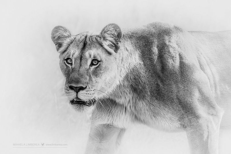 How To Shoot and Edit High-Key Wildlife Photos