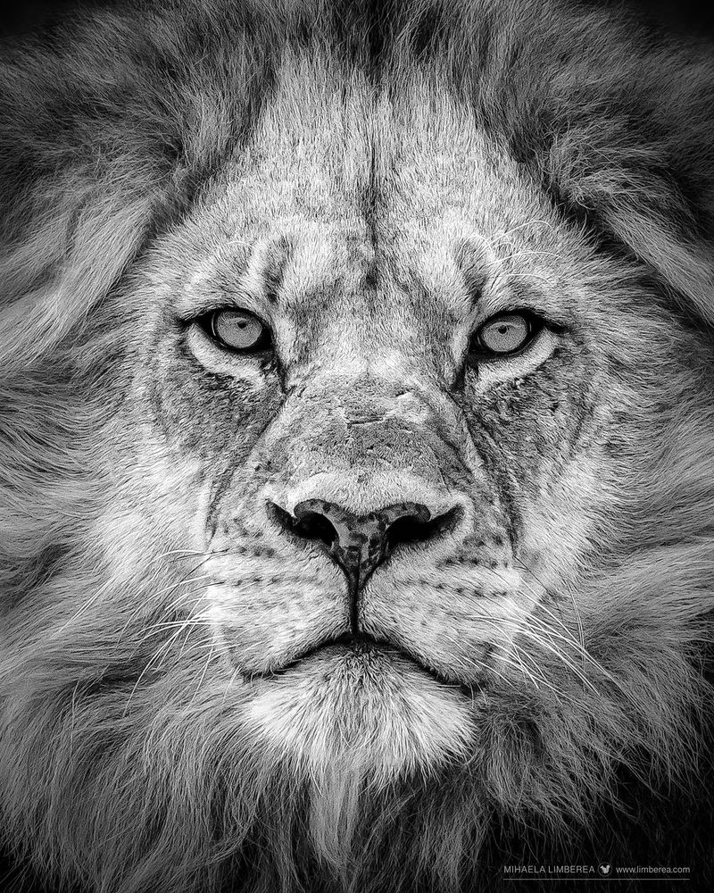 How To Shoot and Edit Black & White Wildlife Photos