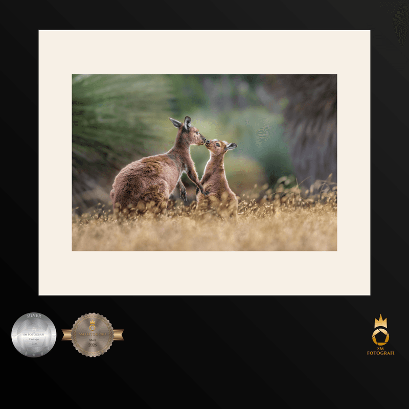 Silver, Sixth, and Six Distinctions: My First Swedish Photography Championship